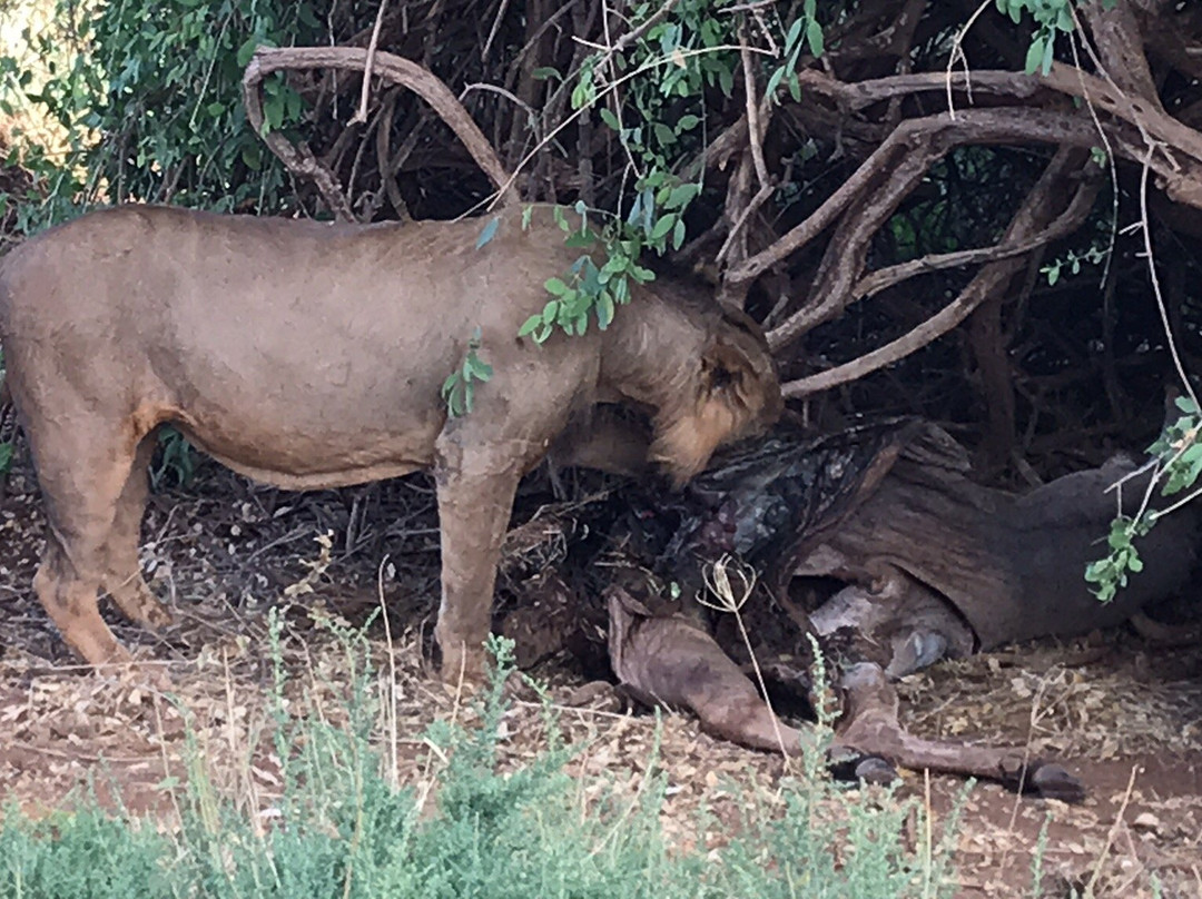 Kalama Community Conservancy-Samburu District必去景点