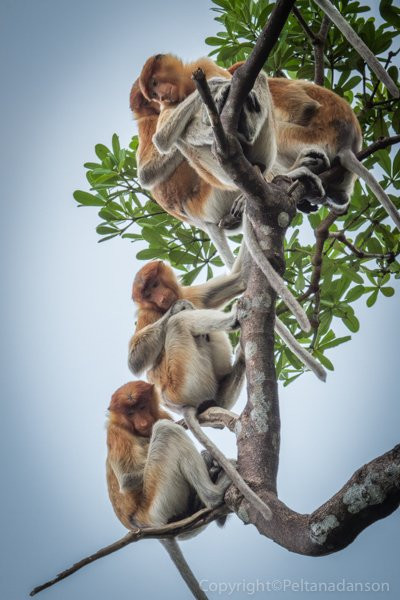 Borneo Eco Tour-Pangkalan Bun必去景点