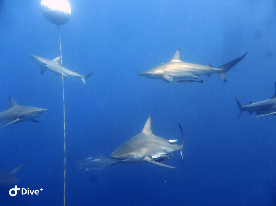African Watersports-Umkomaas必去景点