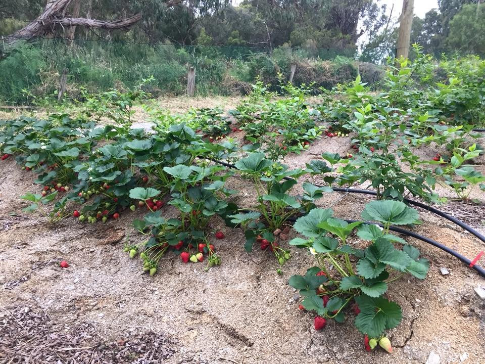 Otway Strawberries-Gellibrand必去景点