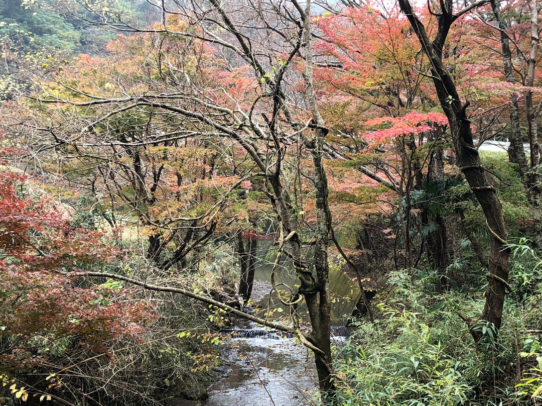 Maple Road-富津市必去景点