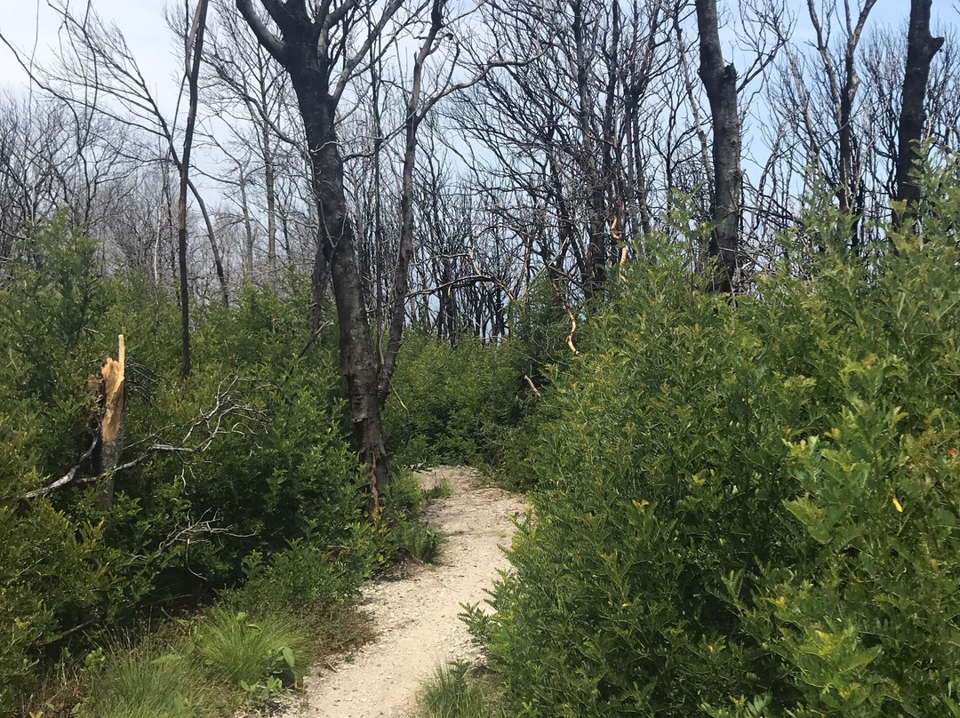Harkerville Mountain Bike Trails-哈克城必去景点