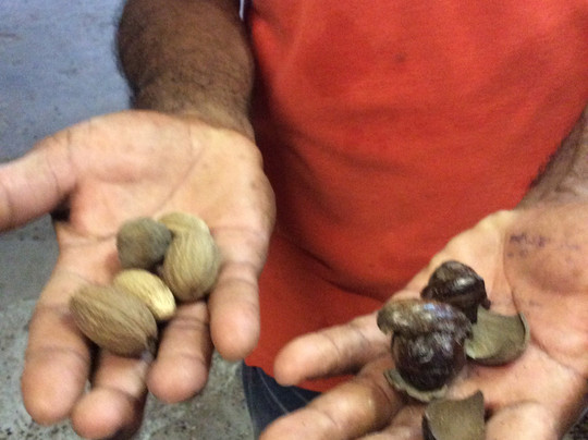 Gouyave Nutmeg Processing Station-Gouyave必去景点