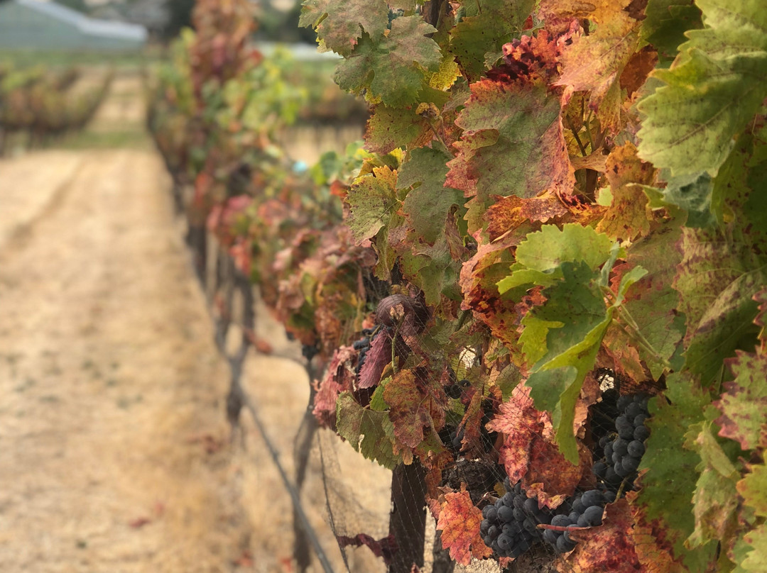 Long Walk Vineyard-阿什兰必去景点