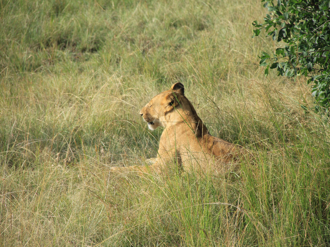 Ol Kinyei Conservancy-马赛马拉国家野生动物保护区必去景点
