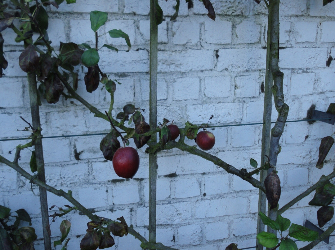 Museumtuin Van Gaasbeek景点图片