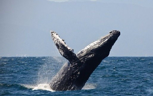 Dive Azteca Pro-Puerto Angel必去景点