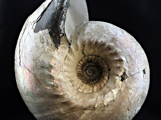 Naturens Mangfold & All Verdens Mynter-奥斯陆必去景点