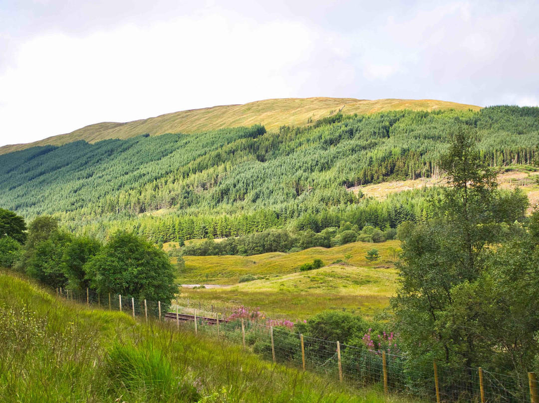 Tyndrum Community Woodland景点图片
