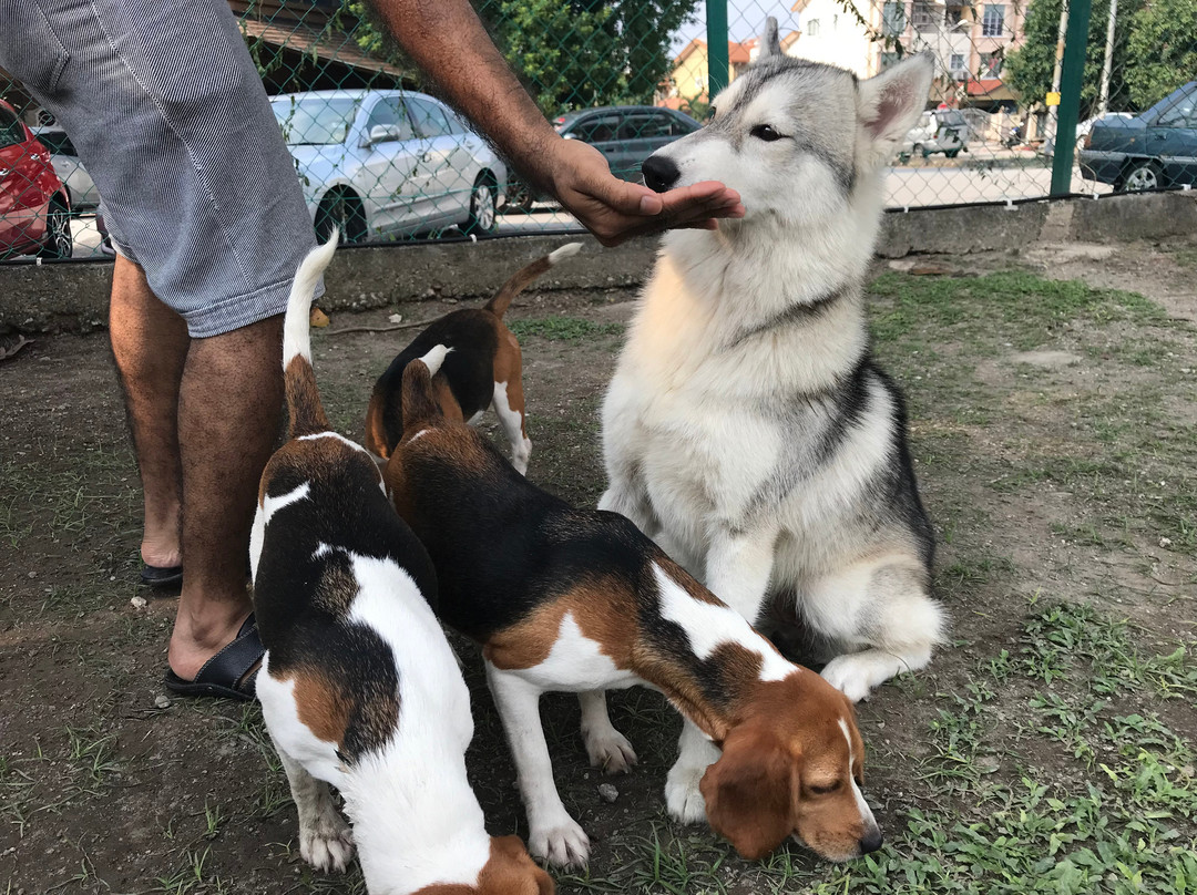 The Beagle Mania景点图片