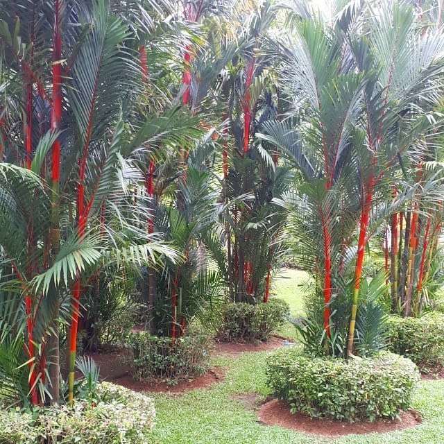 Cenvaree水疗中心（普吉岛中心海滩度假村）-卡伦必去景点