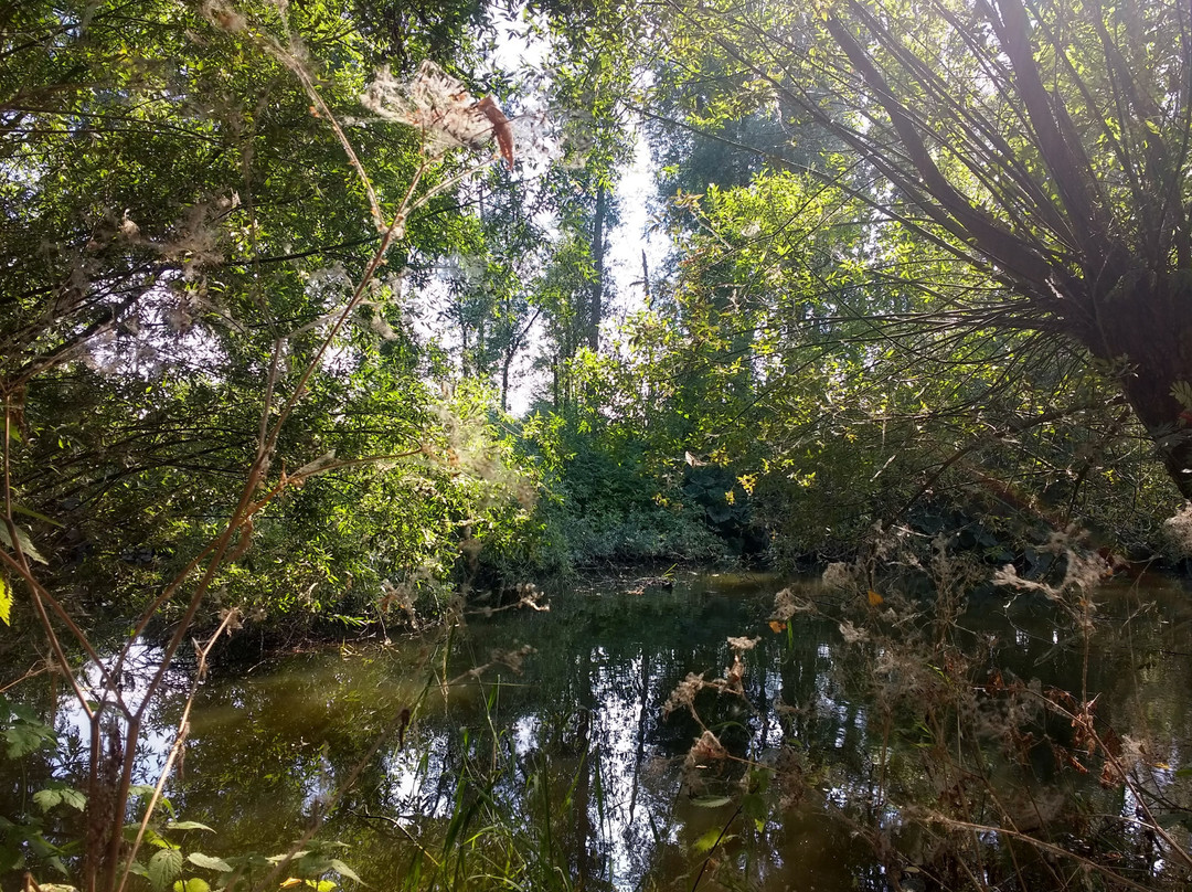 Bourgoyen-Ossemeersen Nature Reserve景点图片