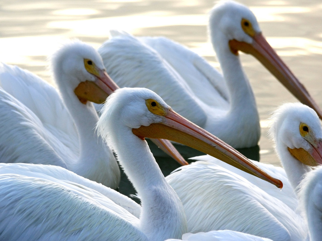 Charlotte Harbor Tours景点图片