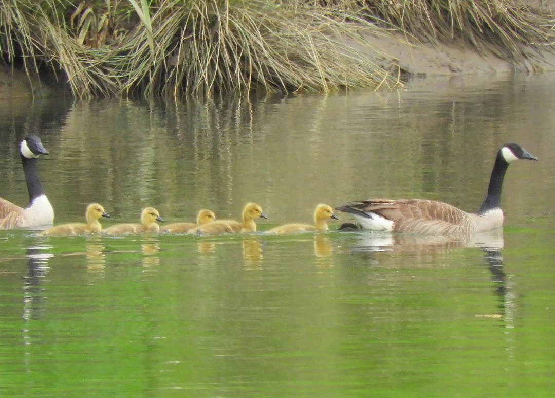 Winged Deer Park-约翰逊城必去景点