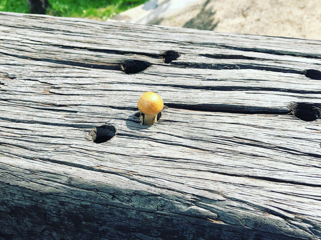 El Huerto del abuelo主图