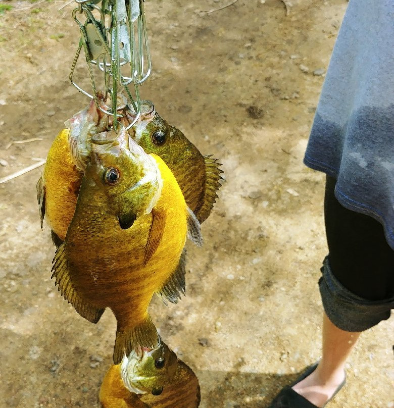Chippewa National Forest-Cass Lake必去景点