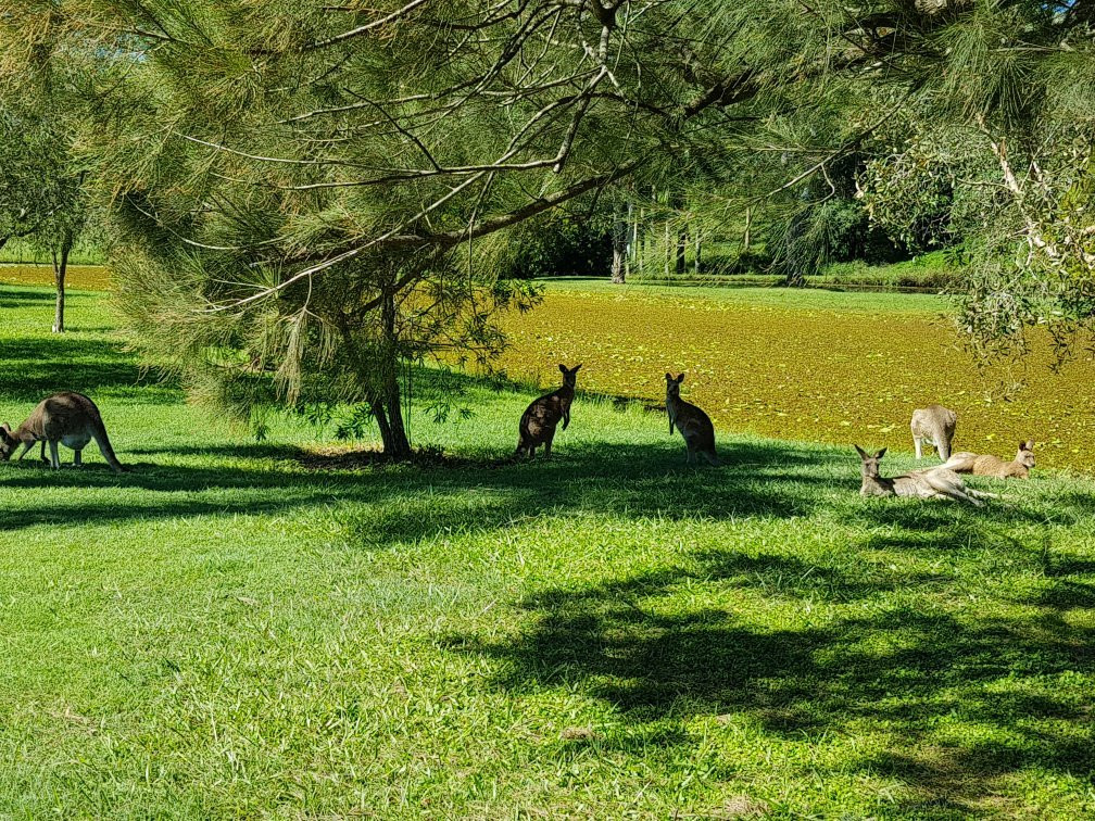 Noosa Valley Golf Club景点图片