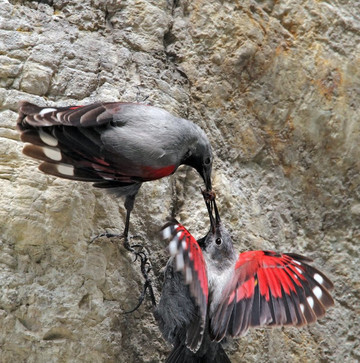 Neophron Tours-瓦尔纳必去景点