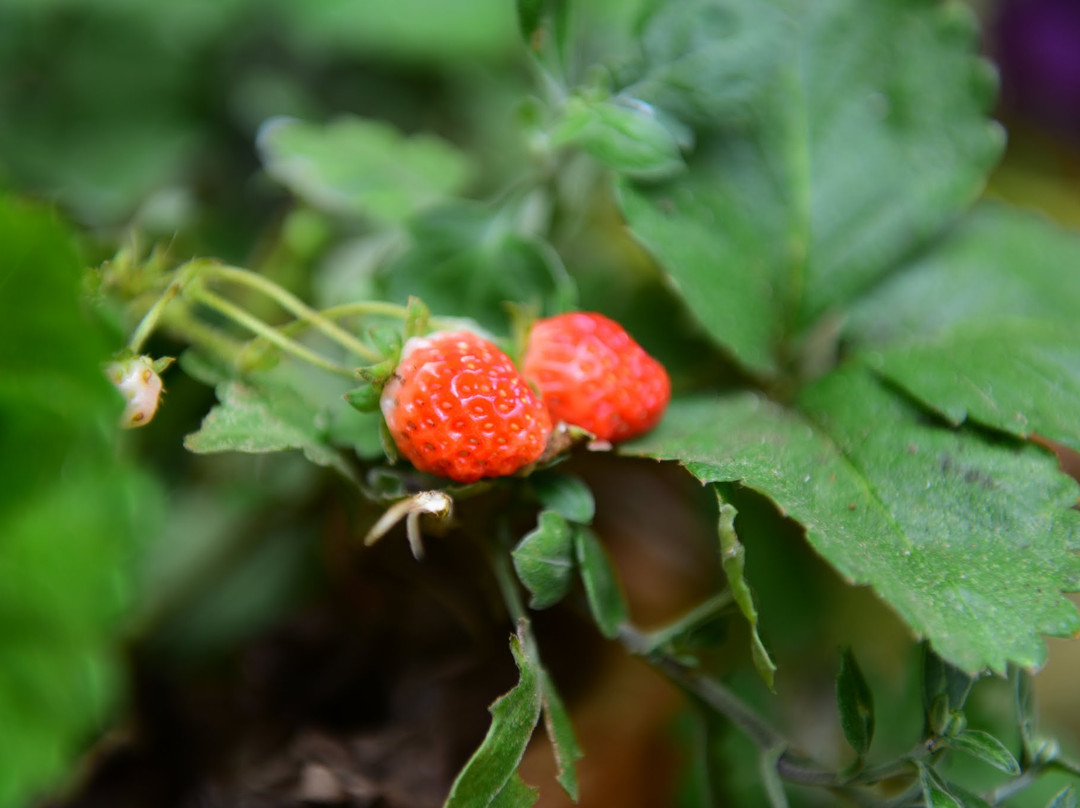 Greens Vista HomeStay主图