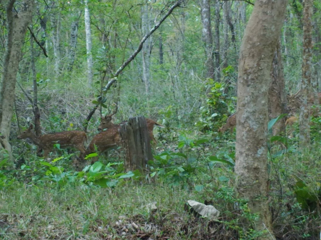 Nagarhole National Park景点图片