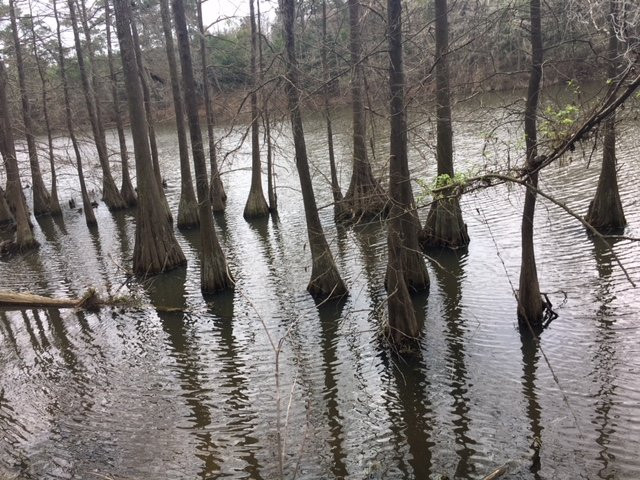 Pundt Park-斯普林必去景点