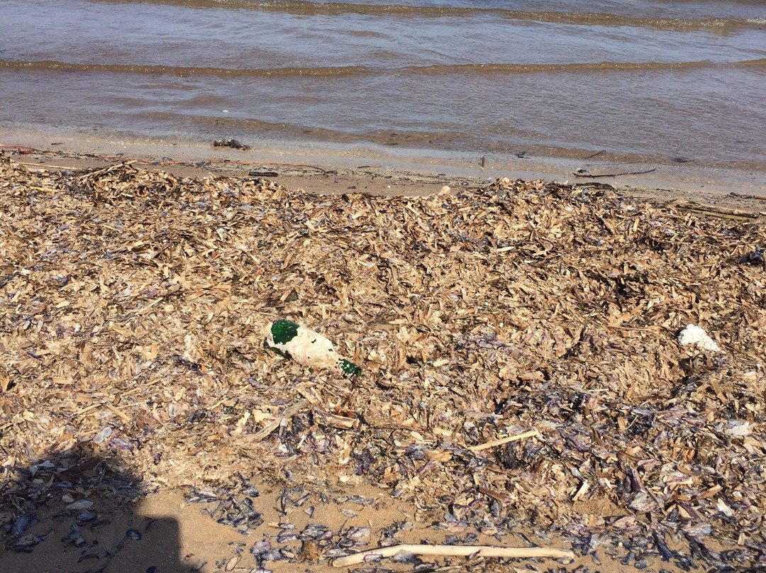 Beach La Bergerie景点图片