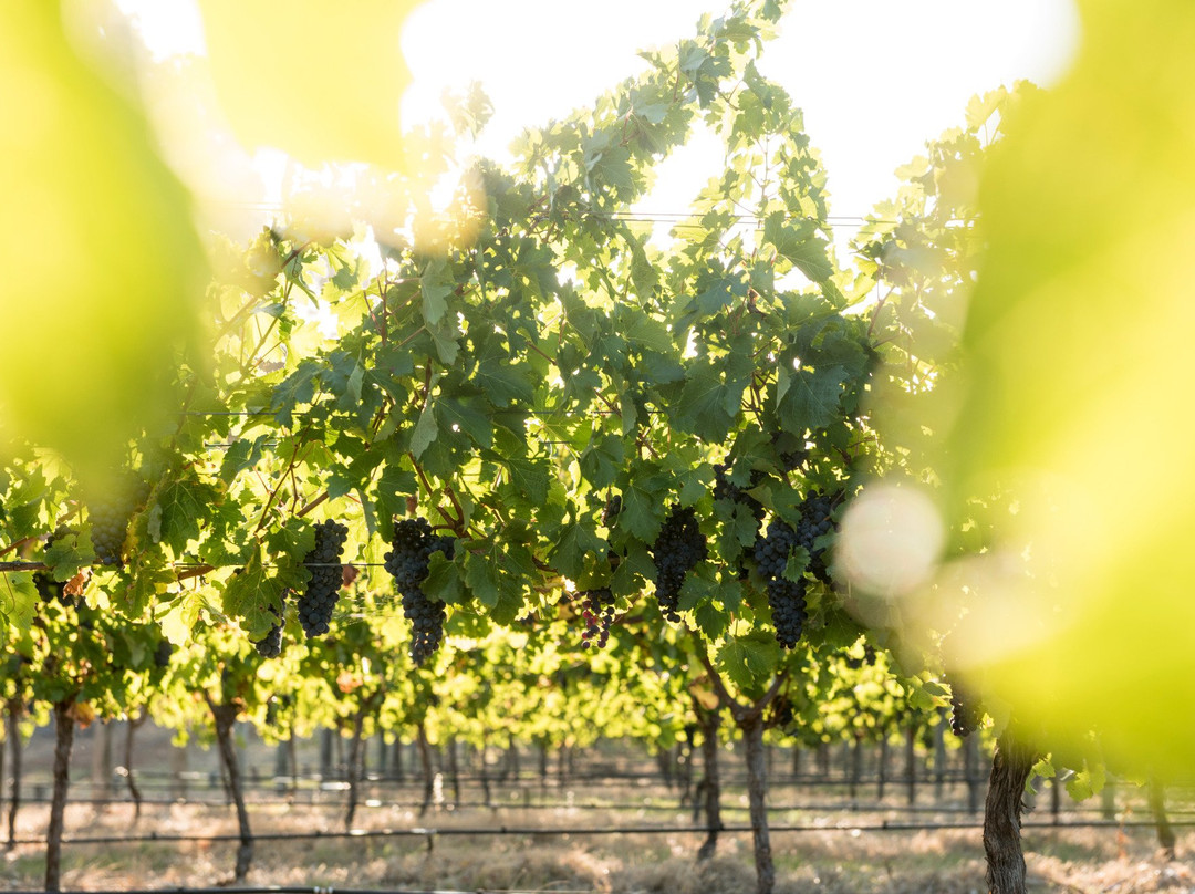 Sandalford Wines Margaret River景点图片