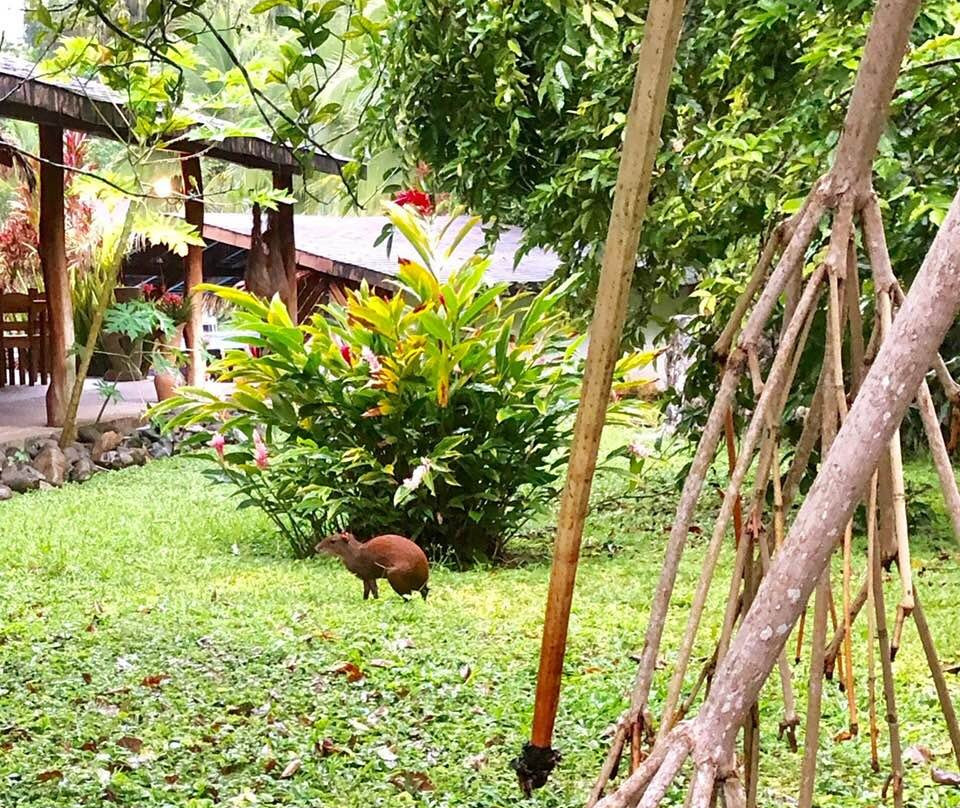 Suizo Loco Lodge Hotel & Resort主图