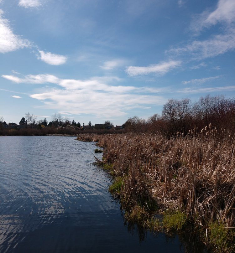 Swan Lake Christmas Hill Nature Sanctuary景点图片