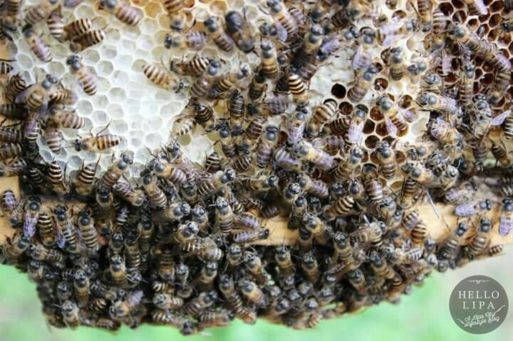 Honey House Honey Bee Farm景点图片