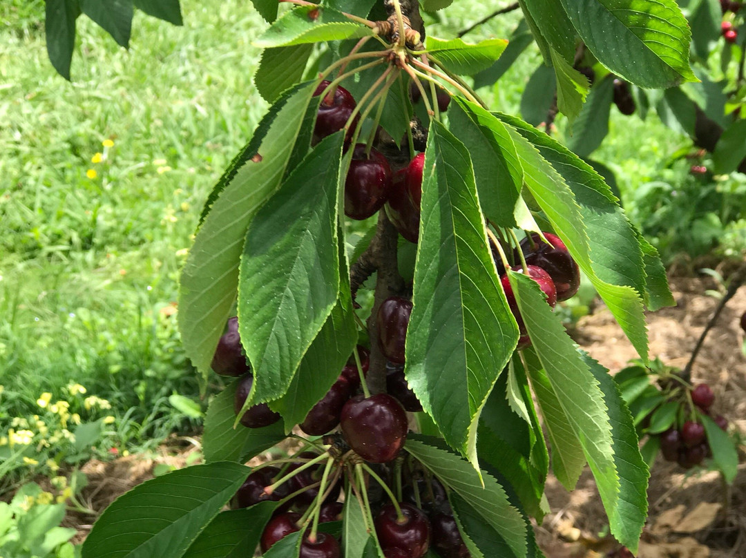 Lanidale 'The Cherry Well'-Wandin North必去景点