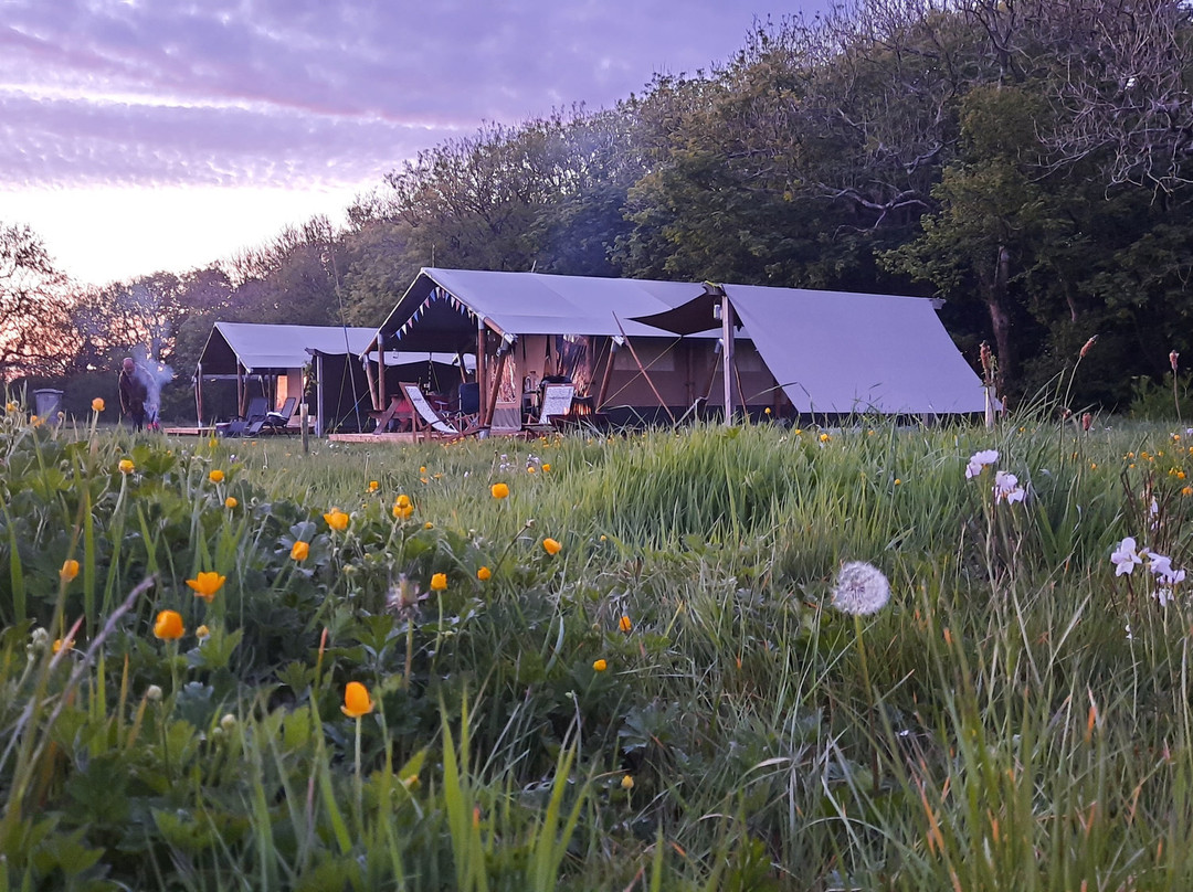 Stackpole Under the Stars