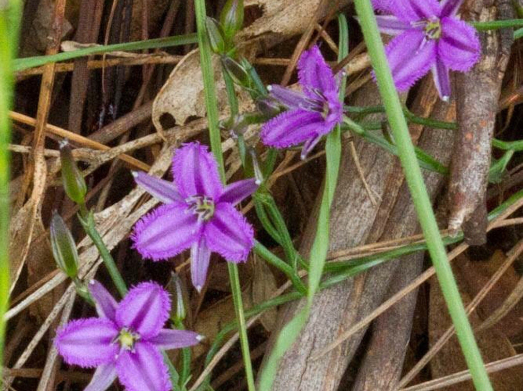 Inverleigh Flora Reserve景点图片