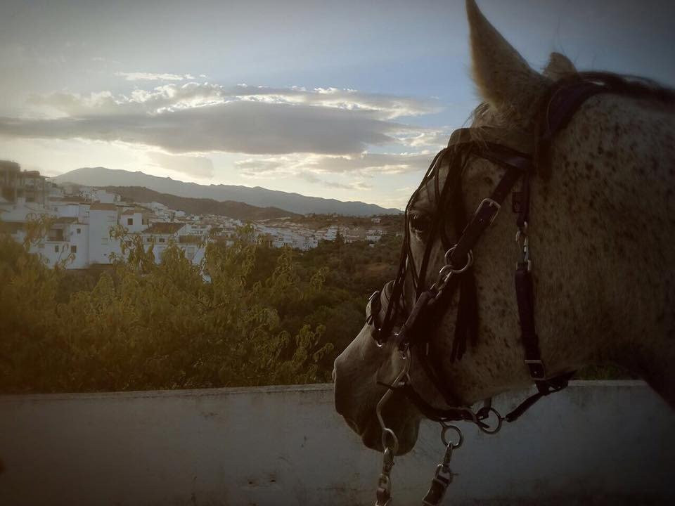 Malaga Horse Trails景点图片