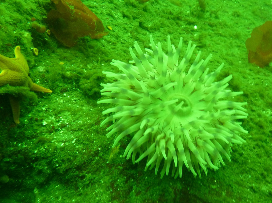 Nanaimo Dive Outfitters-纳奈莫必去景点