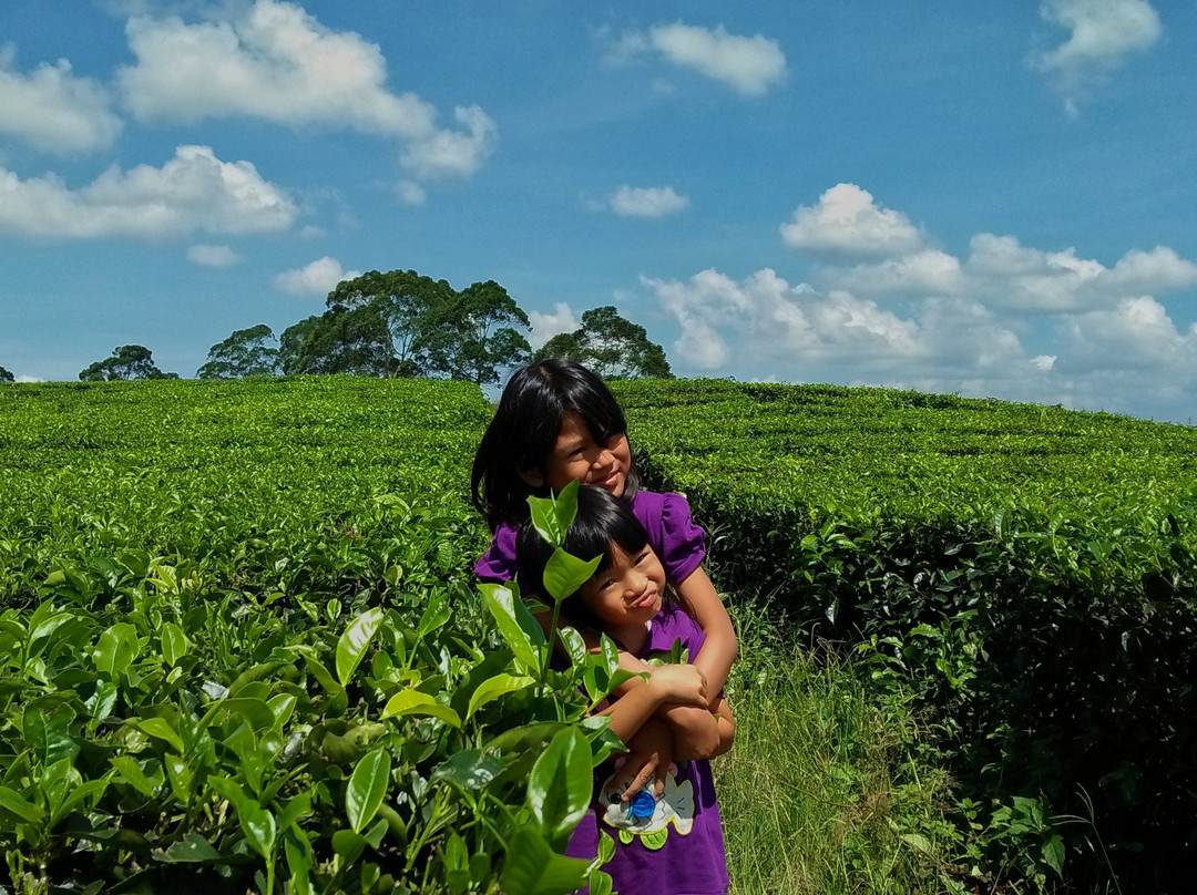 Sidamanik Tea Farm