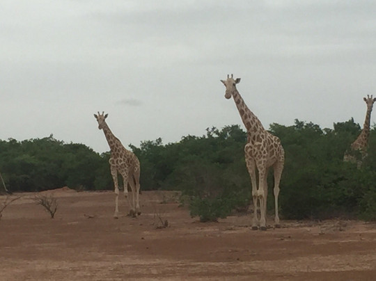 Koure Giraffe Reserve-Koure必去景点