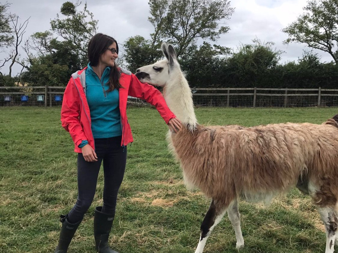 Simply Alpaca景点图片