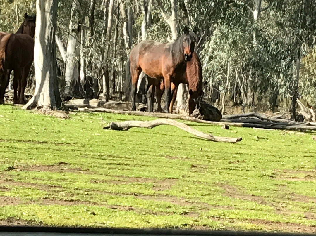 Barmah National Park-Barmah必去景点