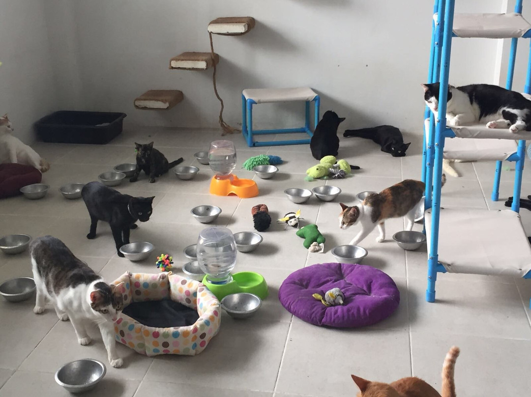 流浪狗基金会-普吉岛必去景点