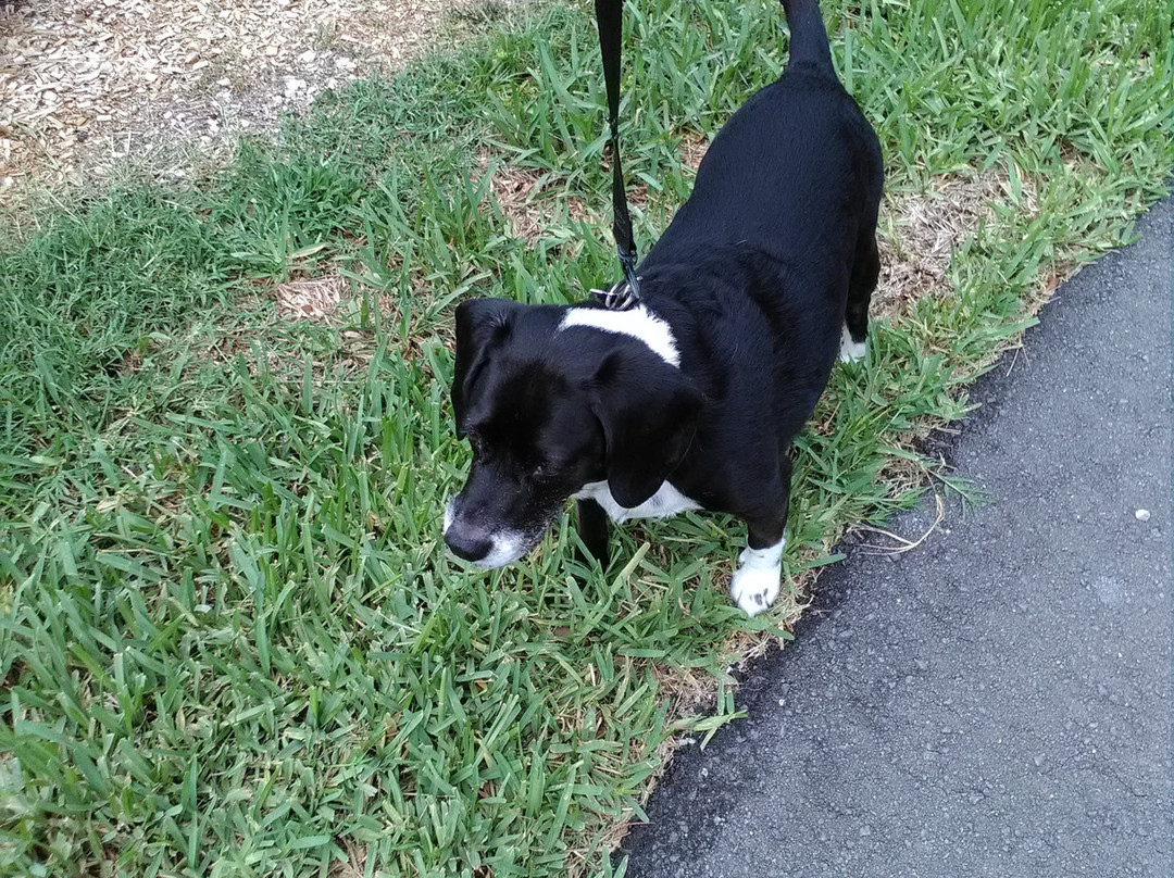 Woodmere Dog Park-威尼斯必去景点