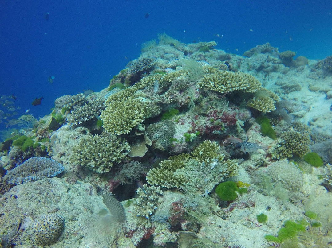 Nyamba Club Plongée-Dzaoudzi必去景点