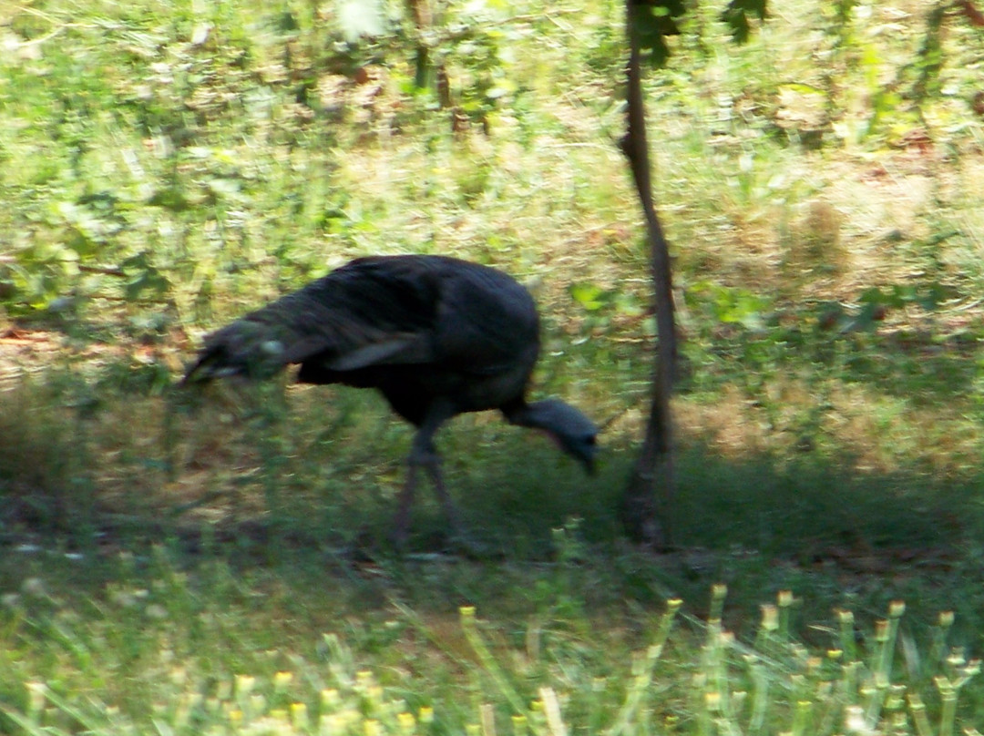 Noble Estate Vineyard & Winery-尤金必去景点