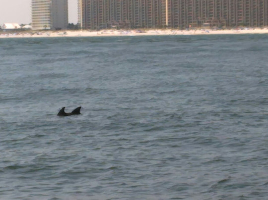 Glass Bottom Dolphin Tours-橙色海湾必去景点
