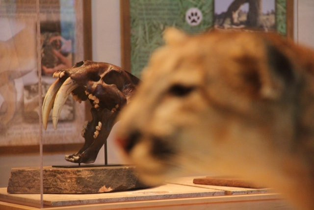 Southern Ute Museum and Cultural Center-Ignacio必去景点