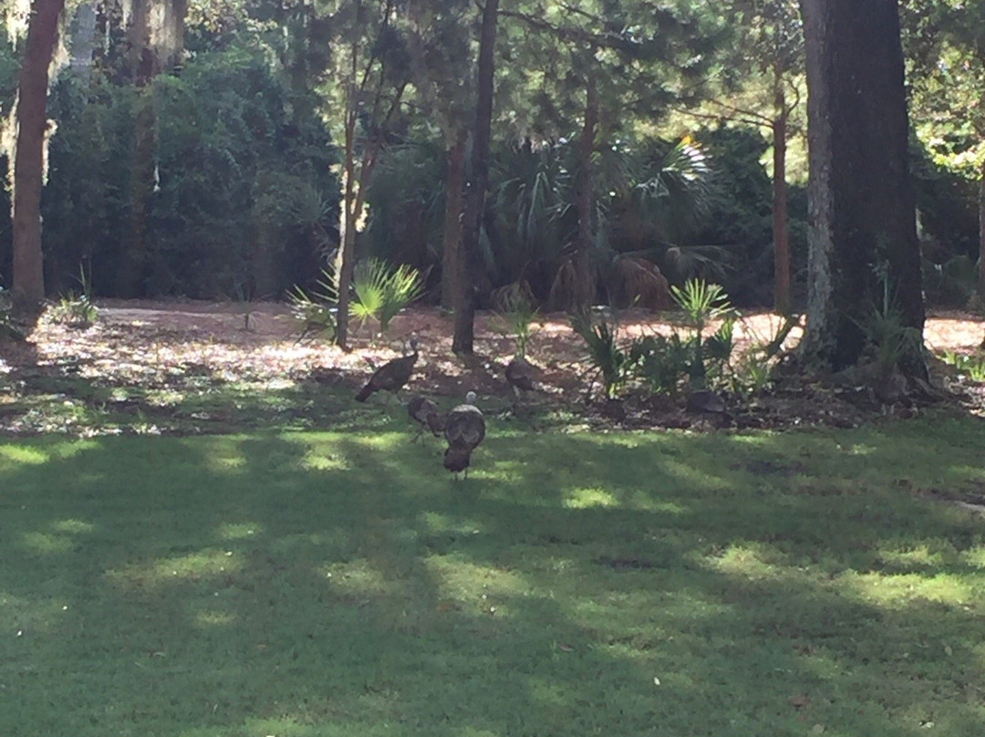 Halifax Plantation Golf Club-奥蒙德海滩必去景点