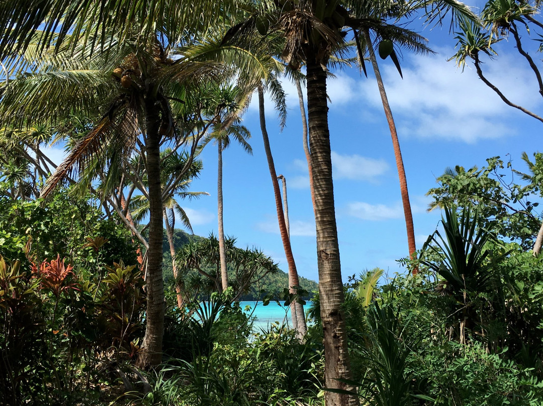 Whales in the Wild-Neiafu必去景点