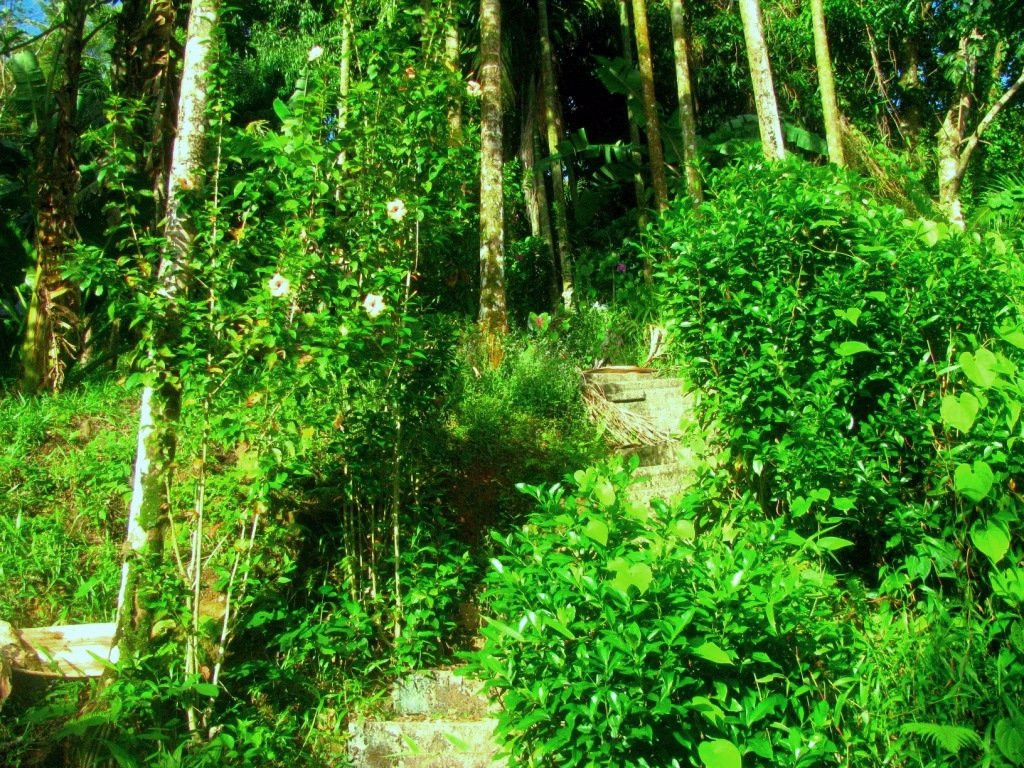 Kolonia旅游攻略图片