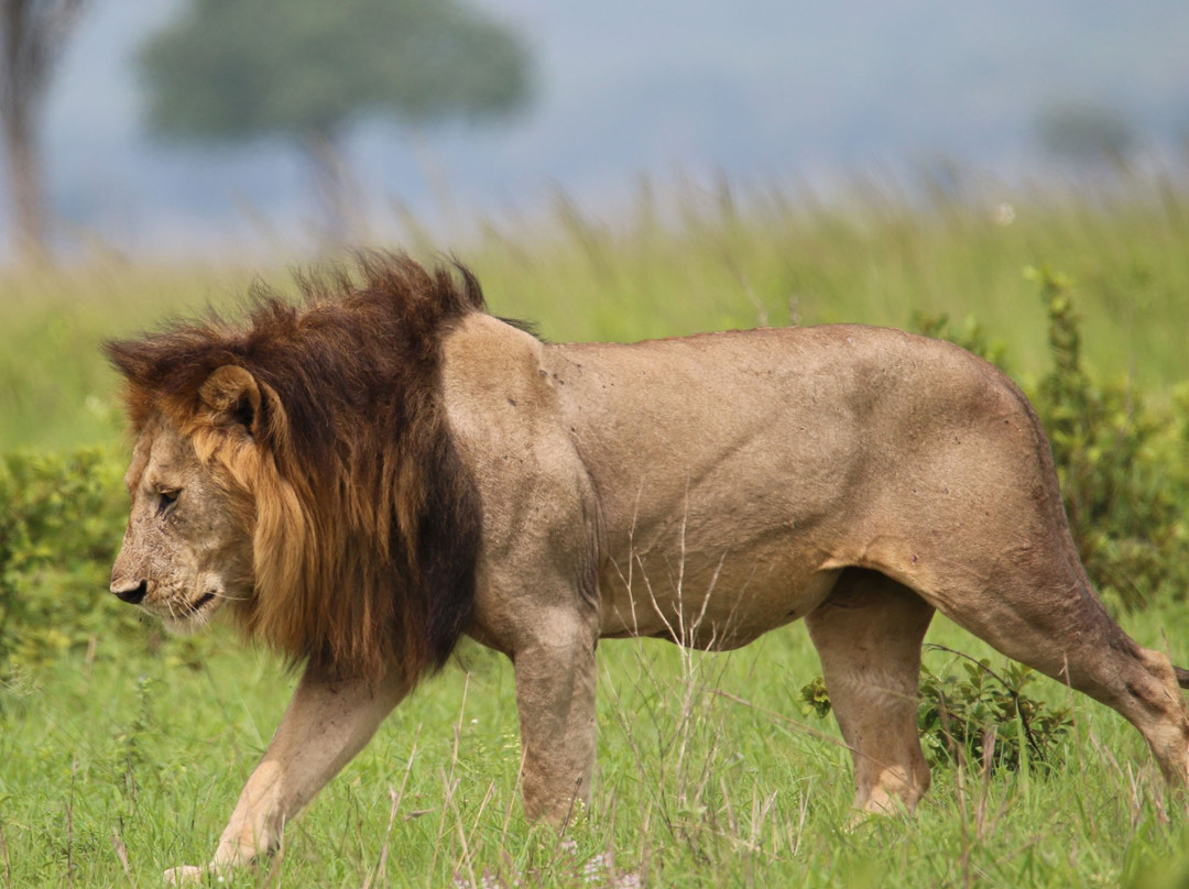 Chabo Africa Safaris-Iringa必去景点