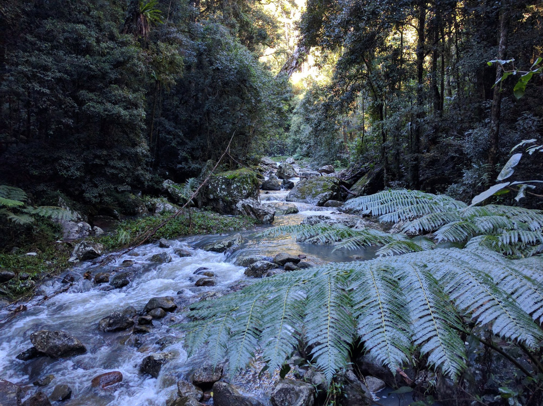 Bushwacker Ecotours-布里斯班必去景点